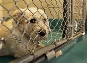 pet-foreclosure